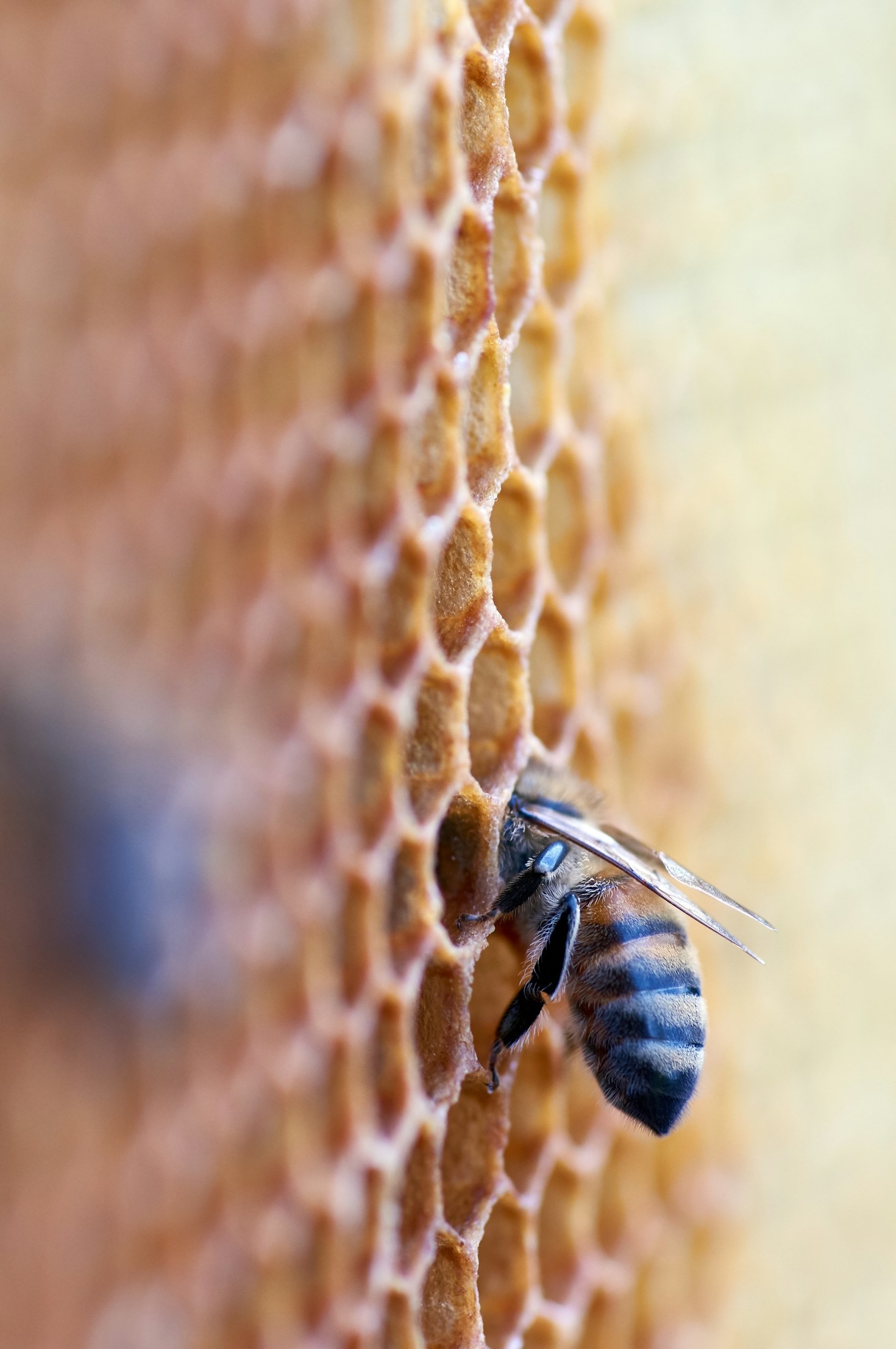 Die faszinierende Welt der heimischen Honigbienen