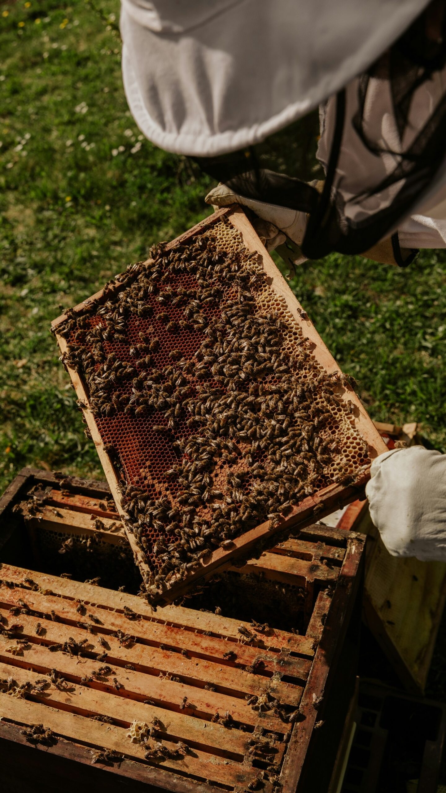 So erkennen Sie echten hochwertigen Bienenhonig